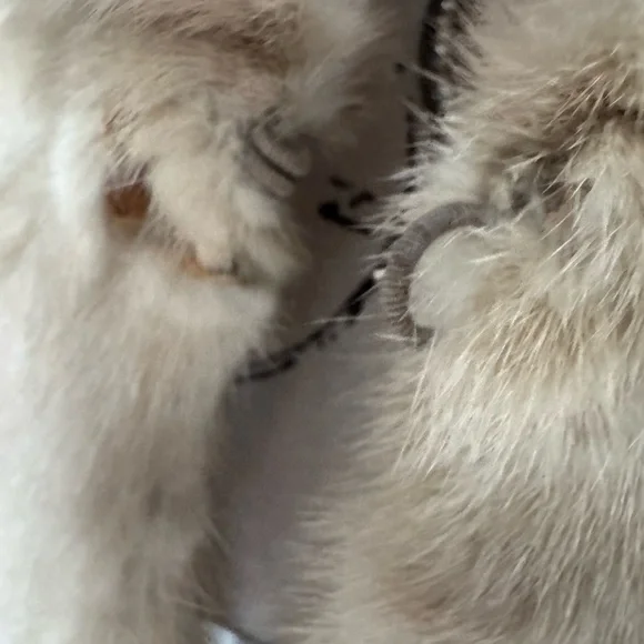 Vintage 1950s Marshall field & Company RARE sapphire mink fur coat cape - Picture 11 of 11